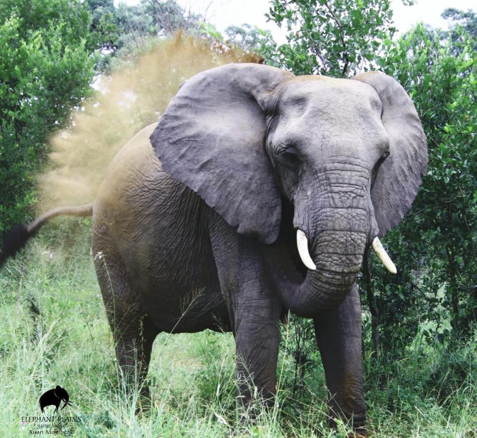 Elephant Plains Game Lodge Riserva di Sabi Sand Esterno foto