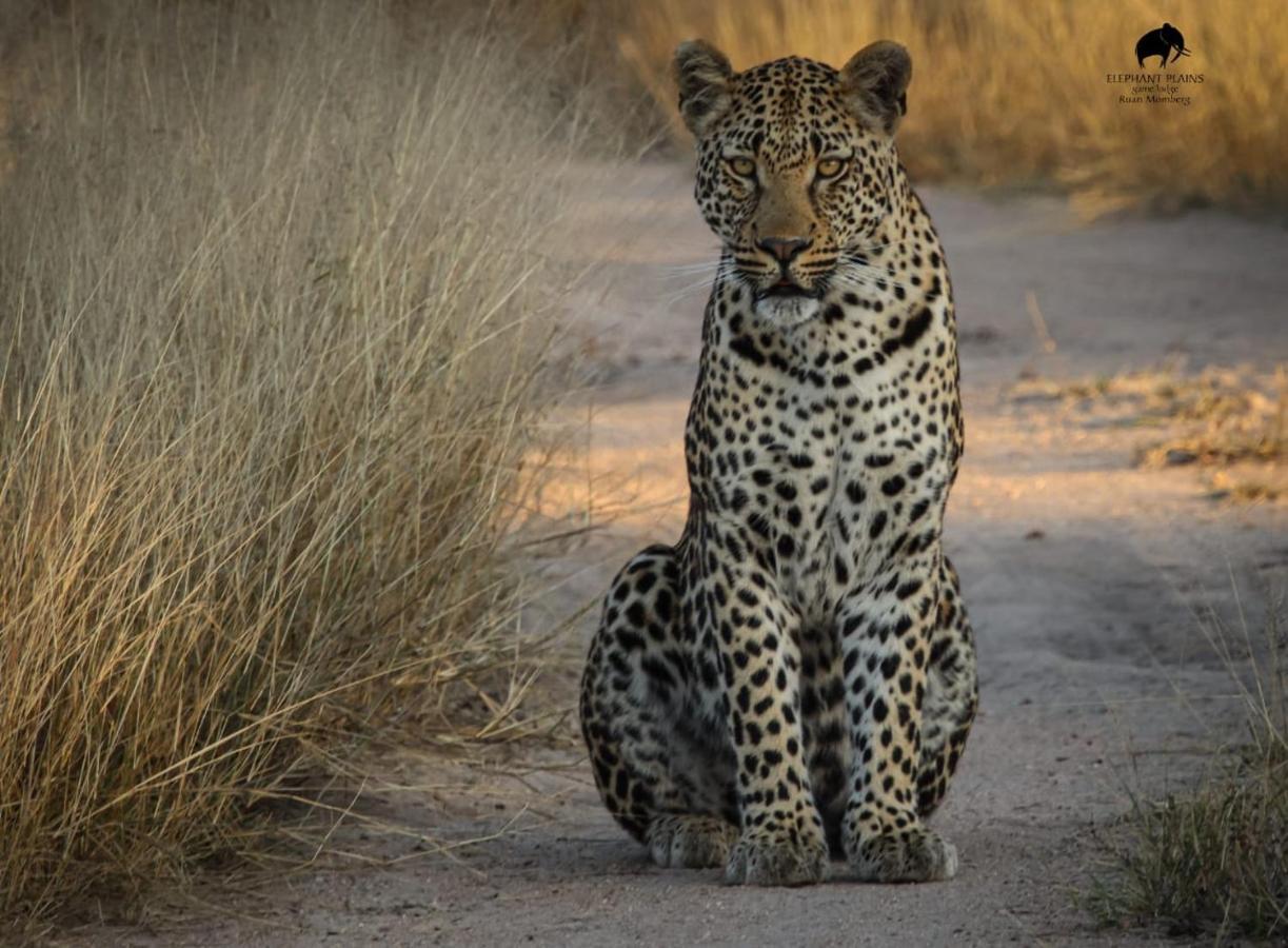 Elephant Plains Game Lodge Riserva di Sabi Sand Esterno foto