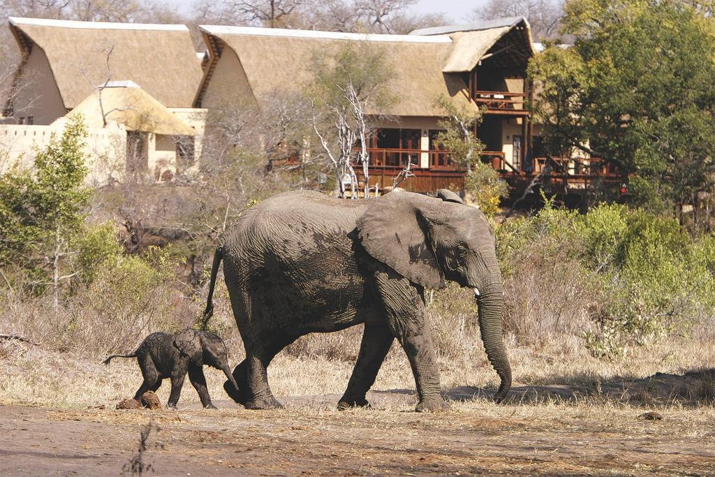 Elephant Plains Game Lodge Riserva di Sabi Sand Esterno foto